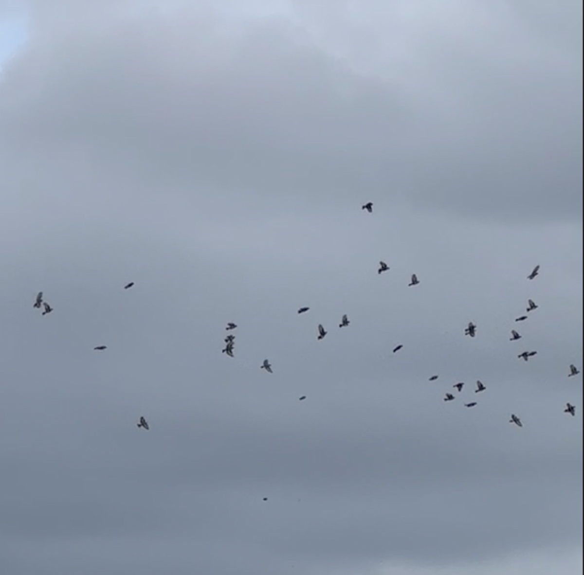 European Goldfinch - ML641690600