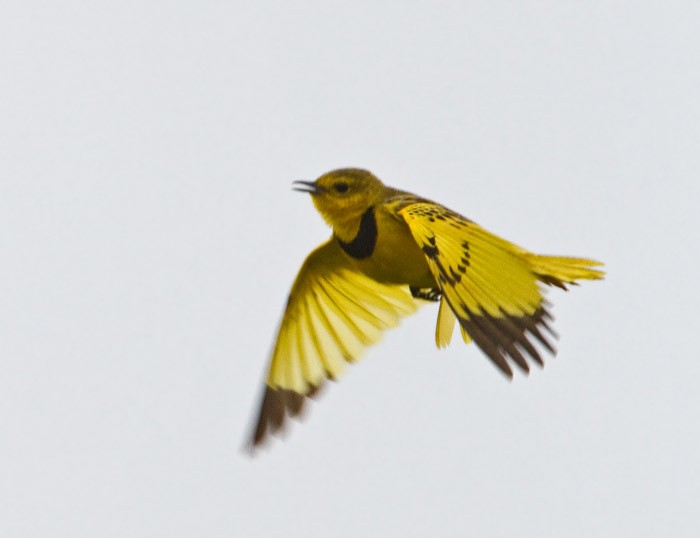Pipit doré - ML64169061