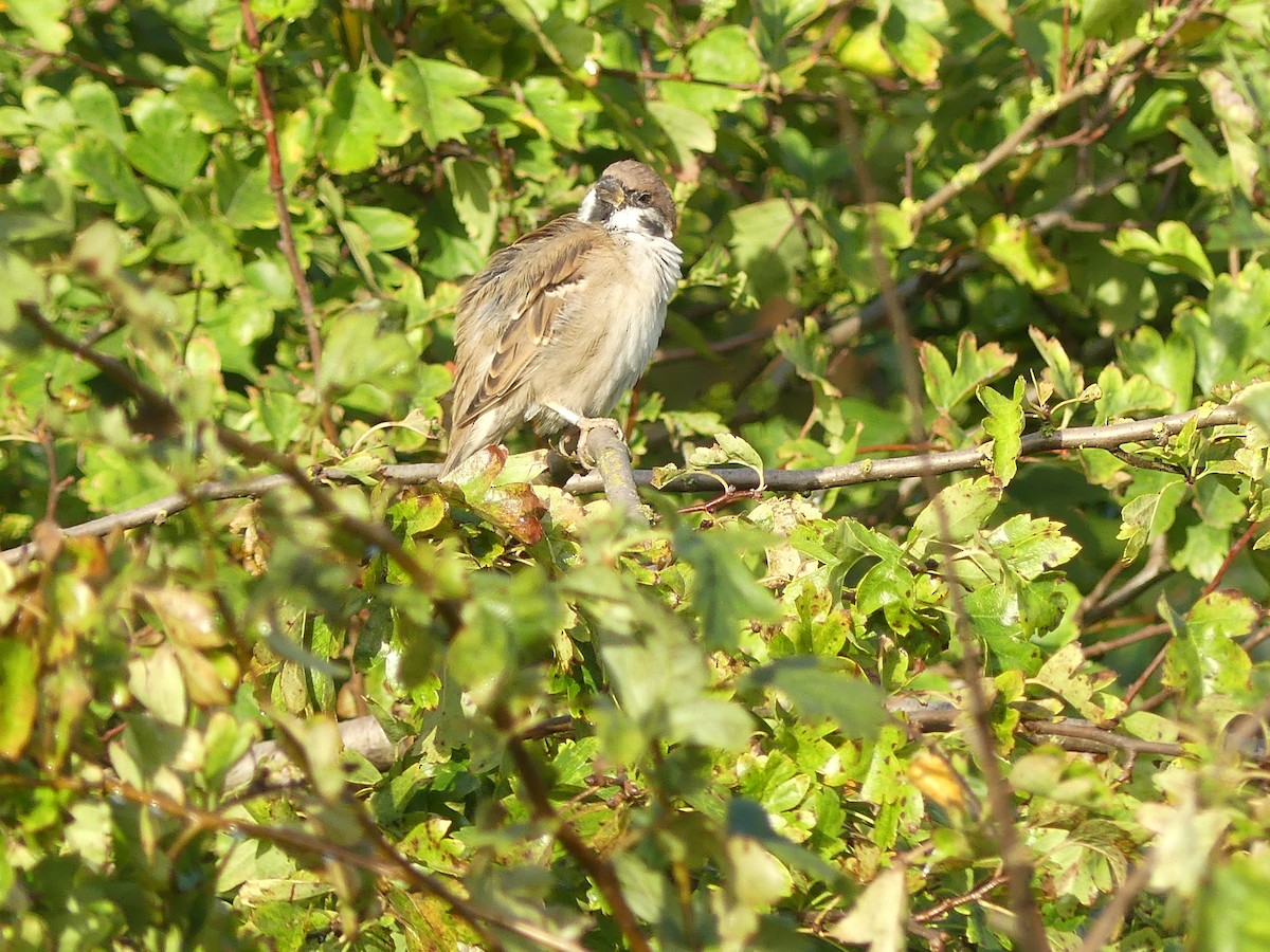 Eurasian Tree Sparrow - ML641690657