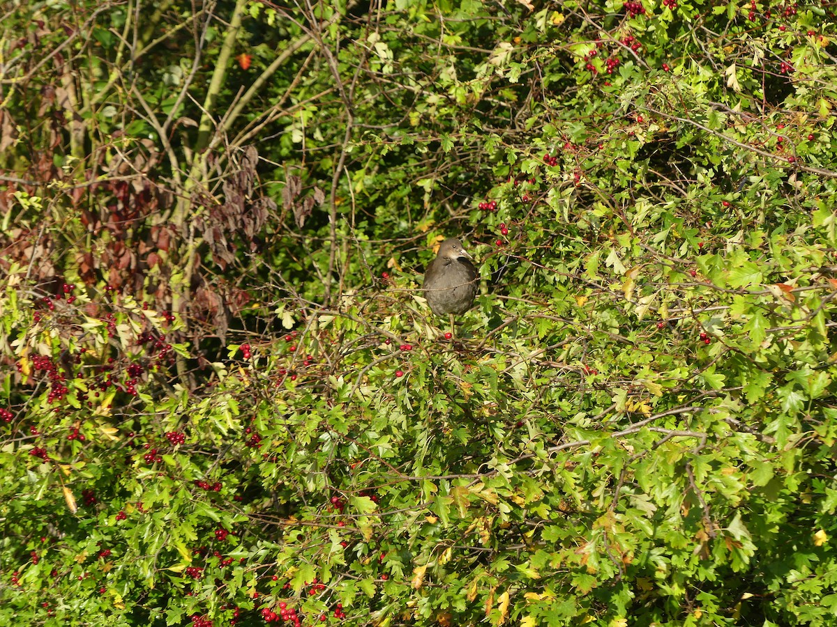 Eurasian Moorhen - ML641690664