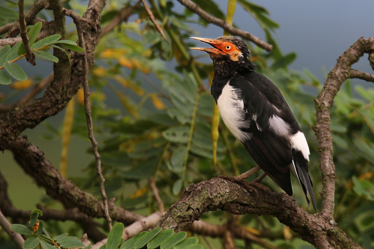 Siamese Pied Starling - ML641690665