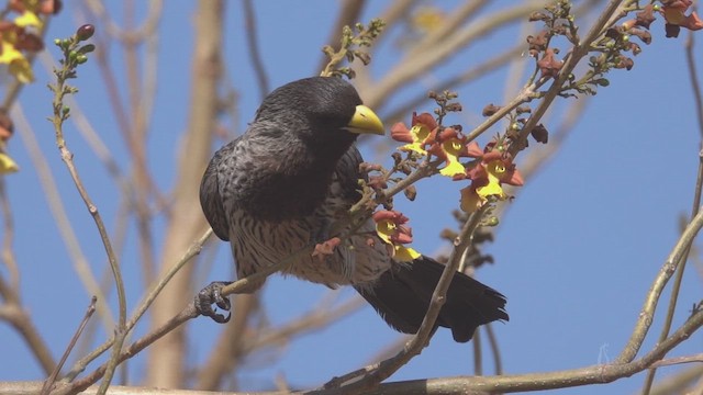 Western Plantain-eater - ML641690671