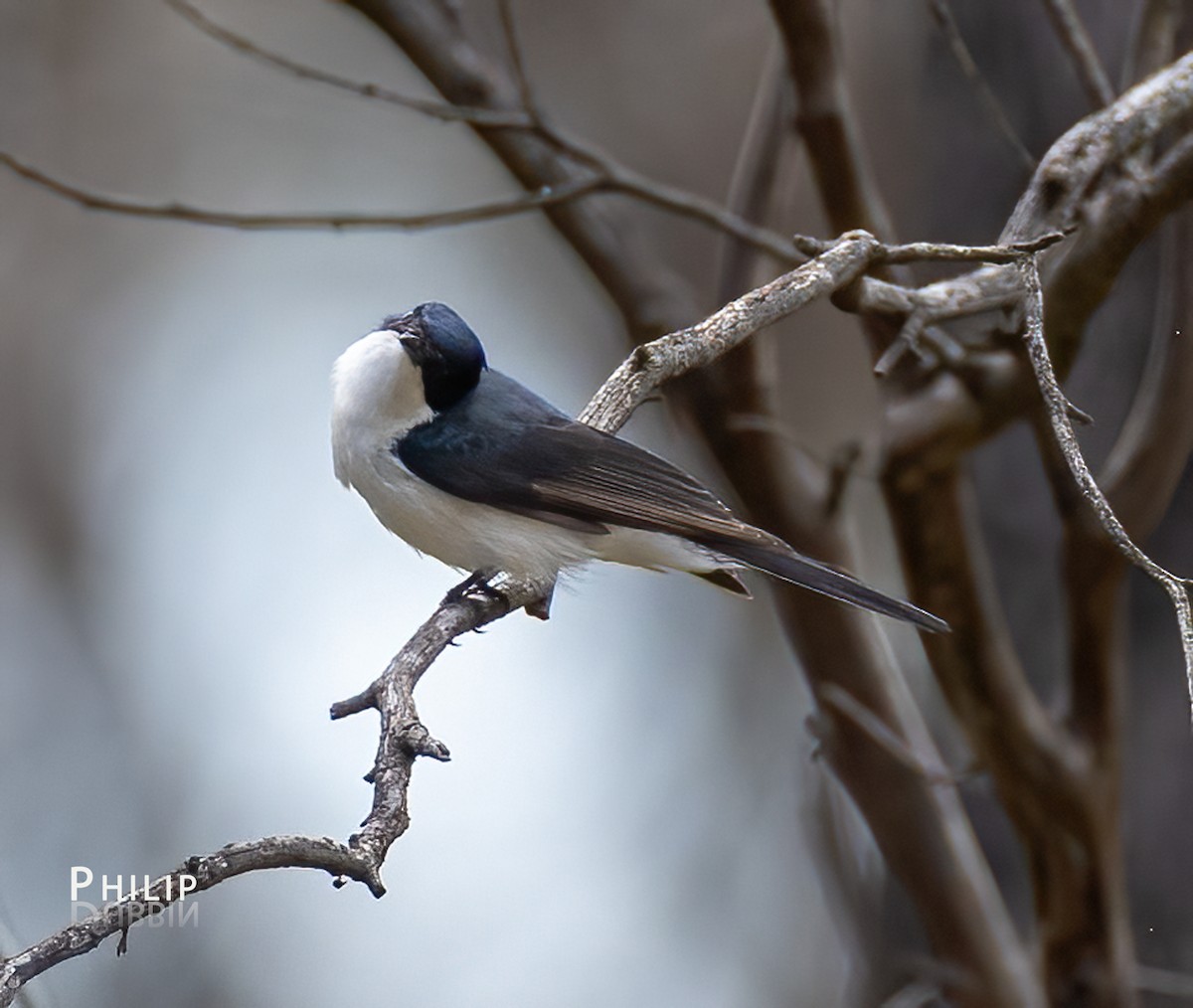 Restless Flycatcher - ML641690672