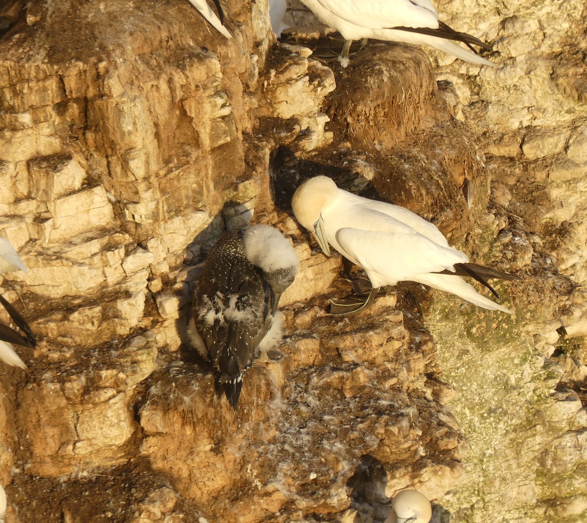 Northern Gannet - ML641690674