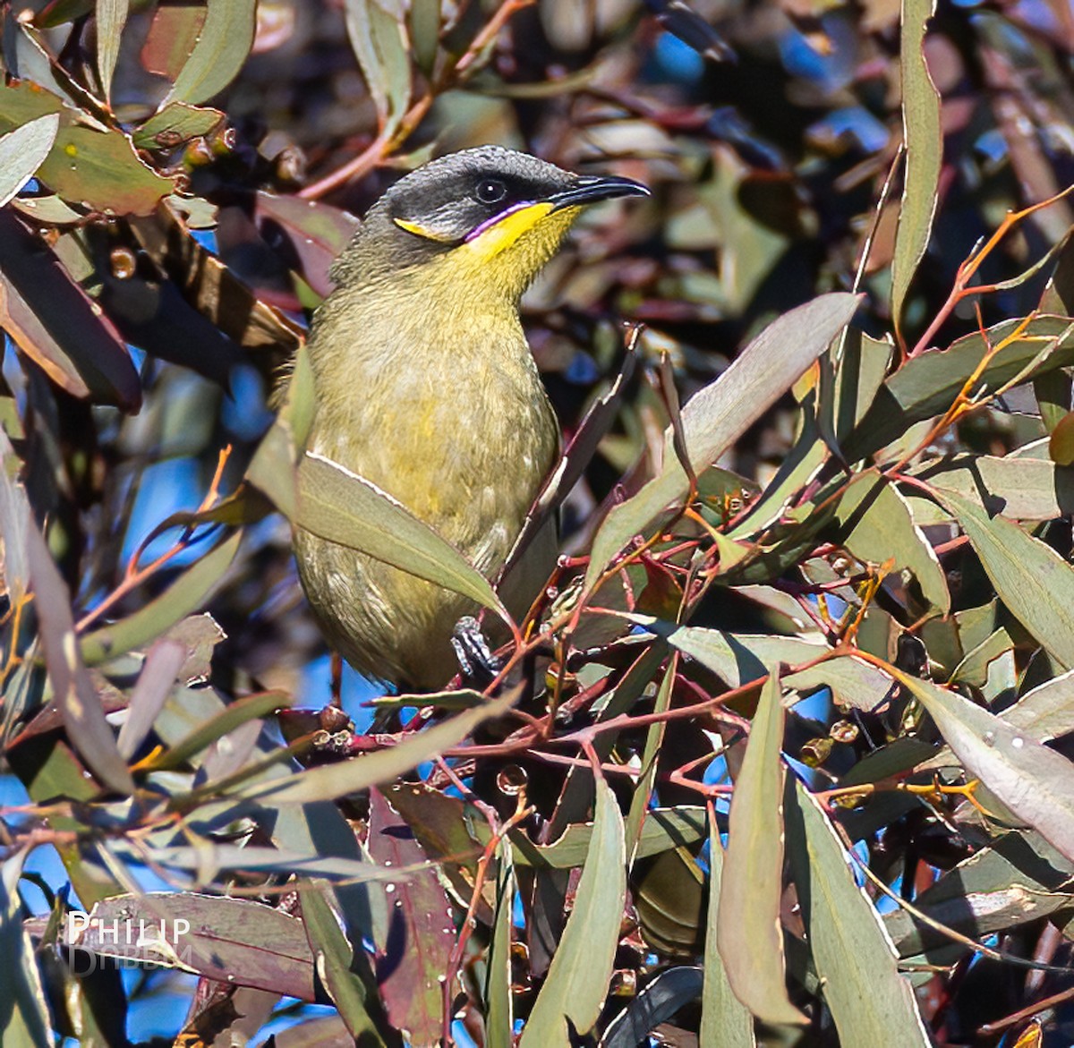 Purple-gaped Honeyeater - ML641690678