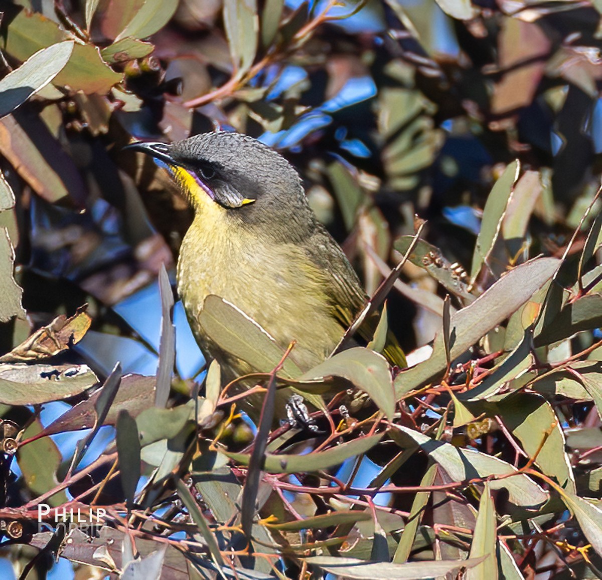 Purple-gaped Honeyeater - ML641690679