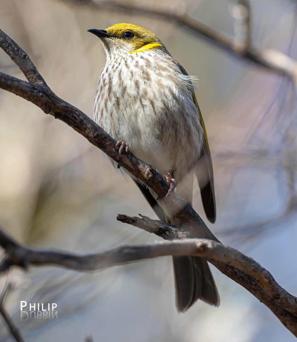 Yellow-tufted Honeyeater - ML641690680