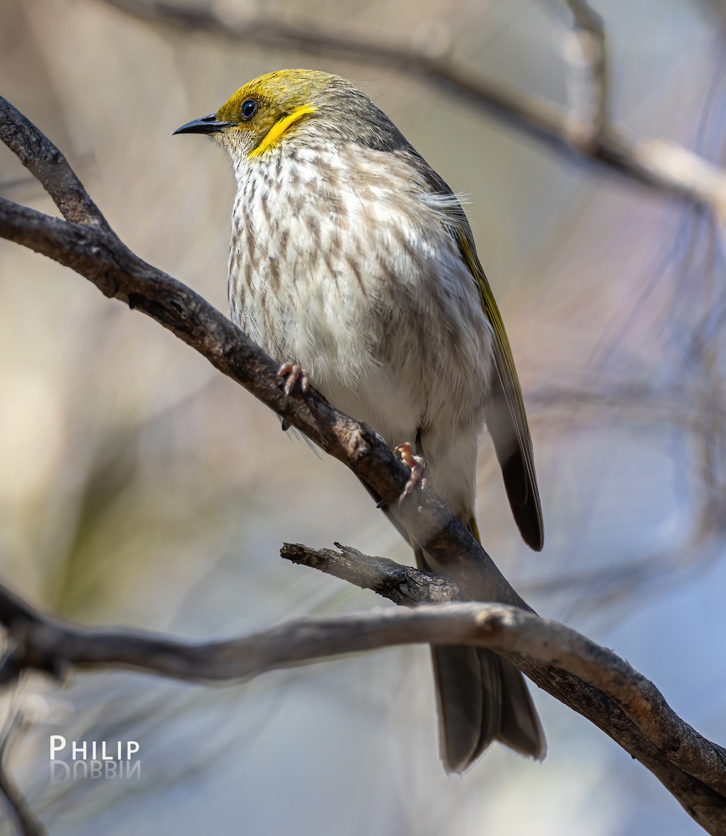 Yellow-tufted Honeyeater - ML641690681