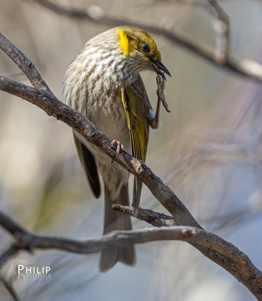 Yellow-tufted Honeyeater - ML641690682