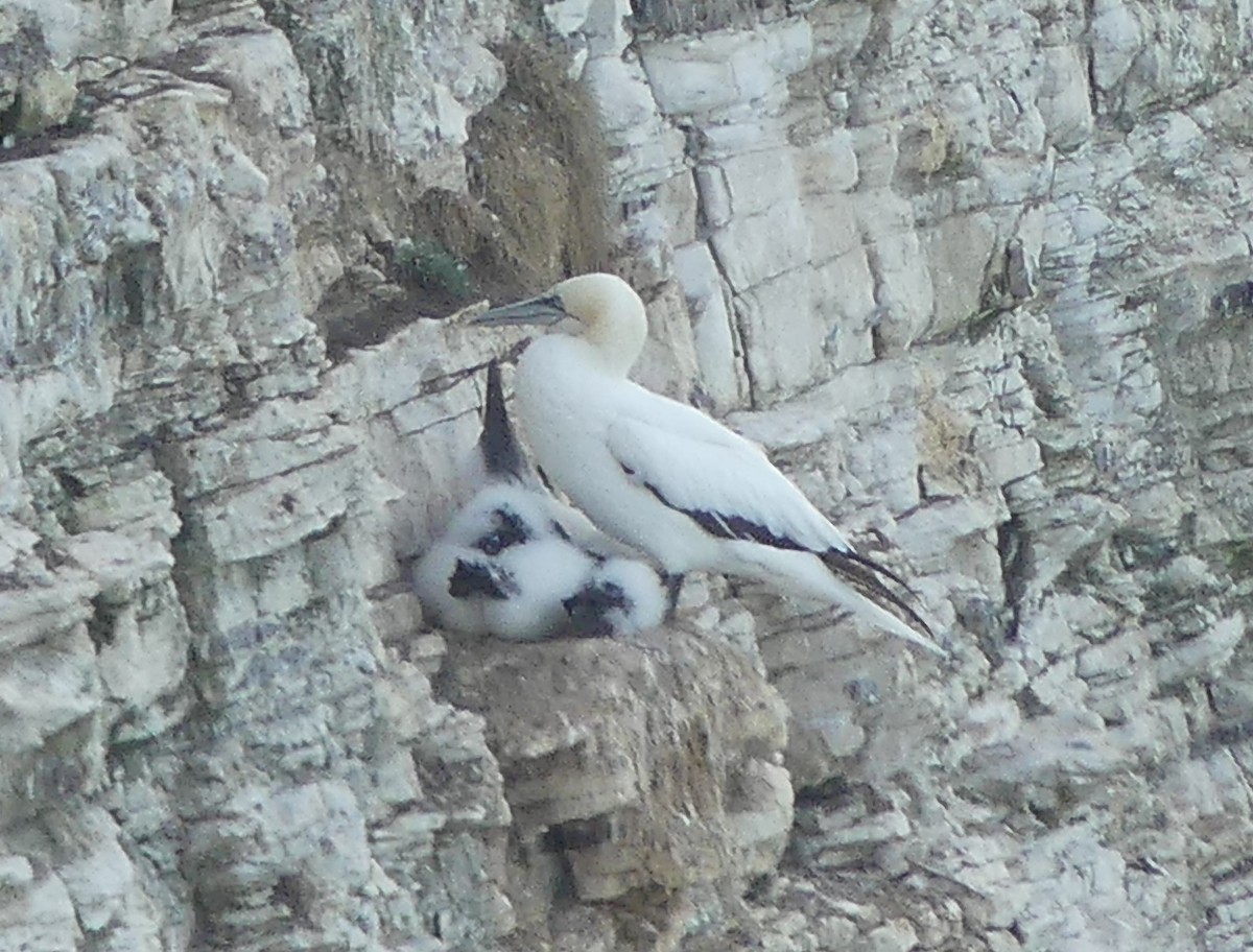 Northern Gannet - ML641690689