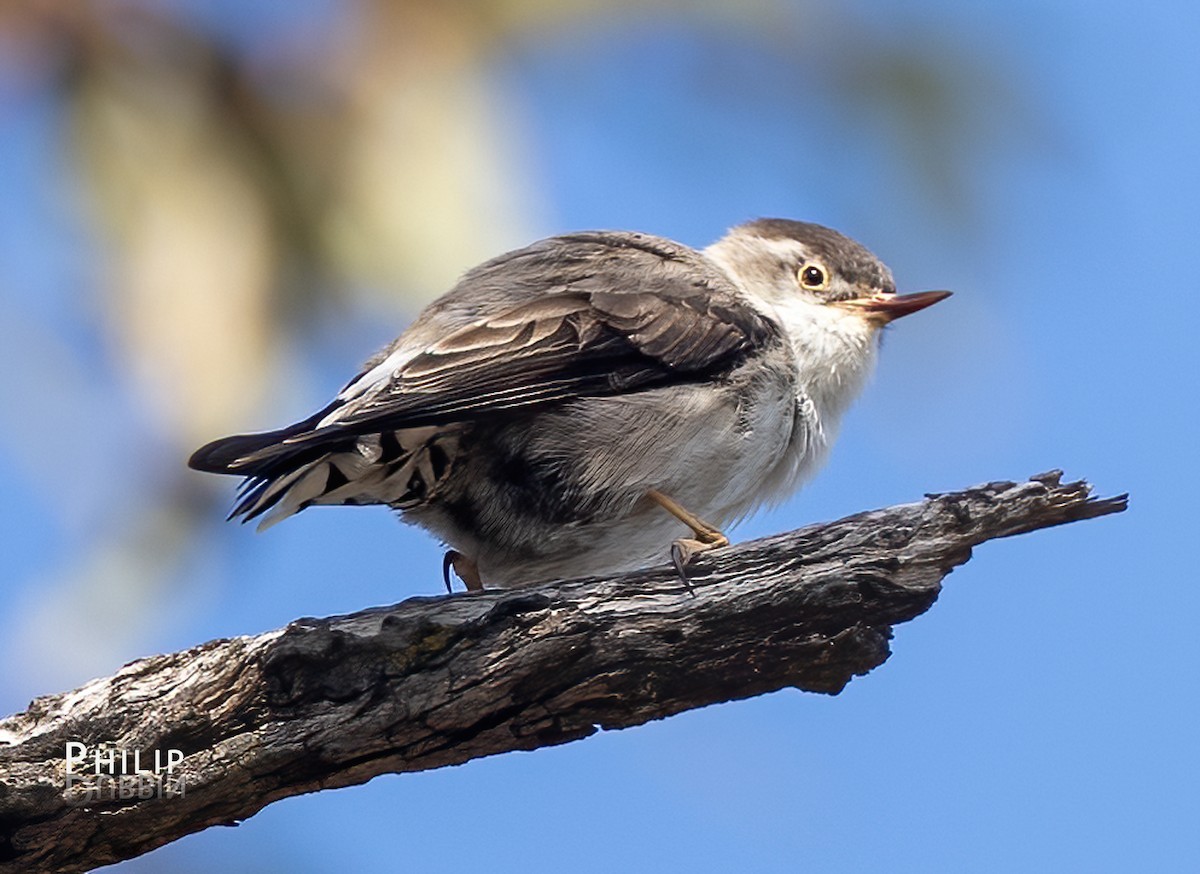 Varied Sittella - ML641690690