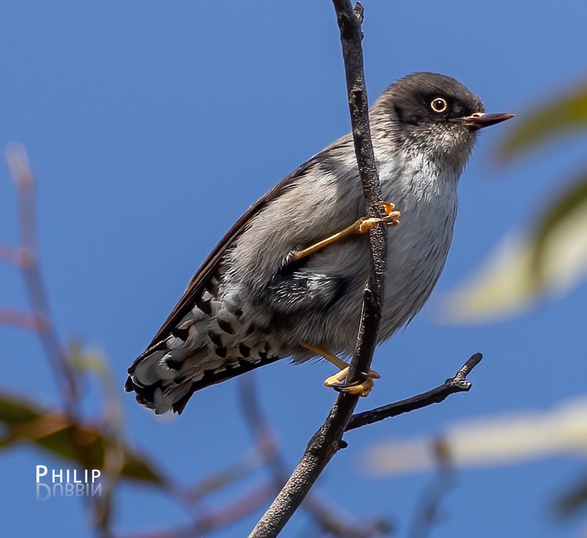 Varied Sittella - ML641690691