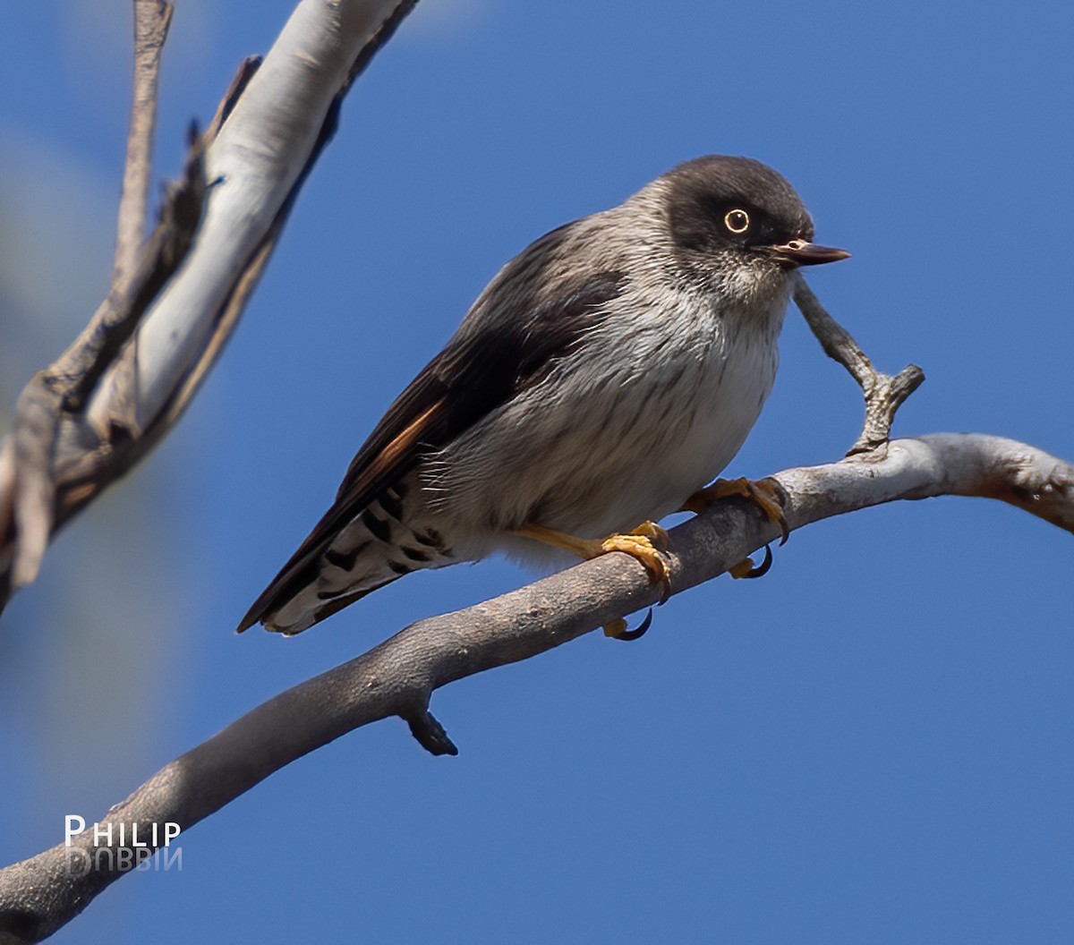 Varied Sittella - ML641690692