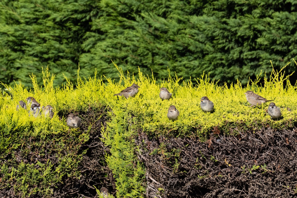 House Sparrow - ML641690711