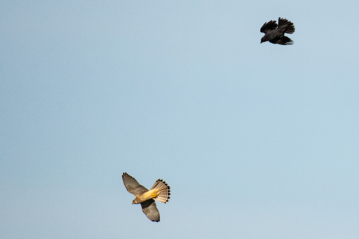 Eurasian Kestrel - ML641690715