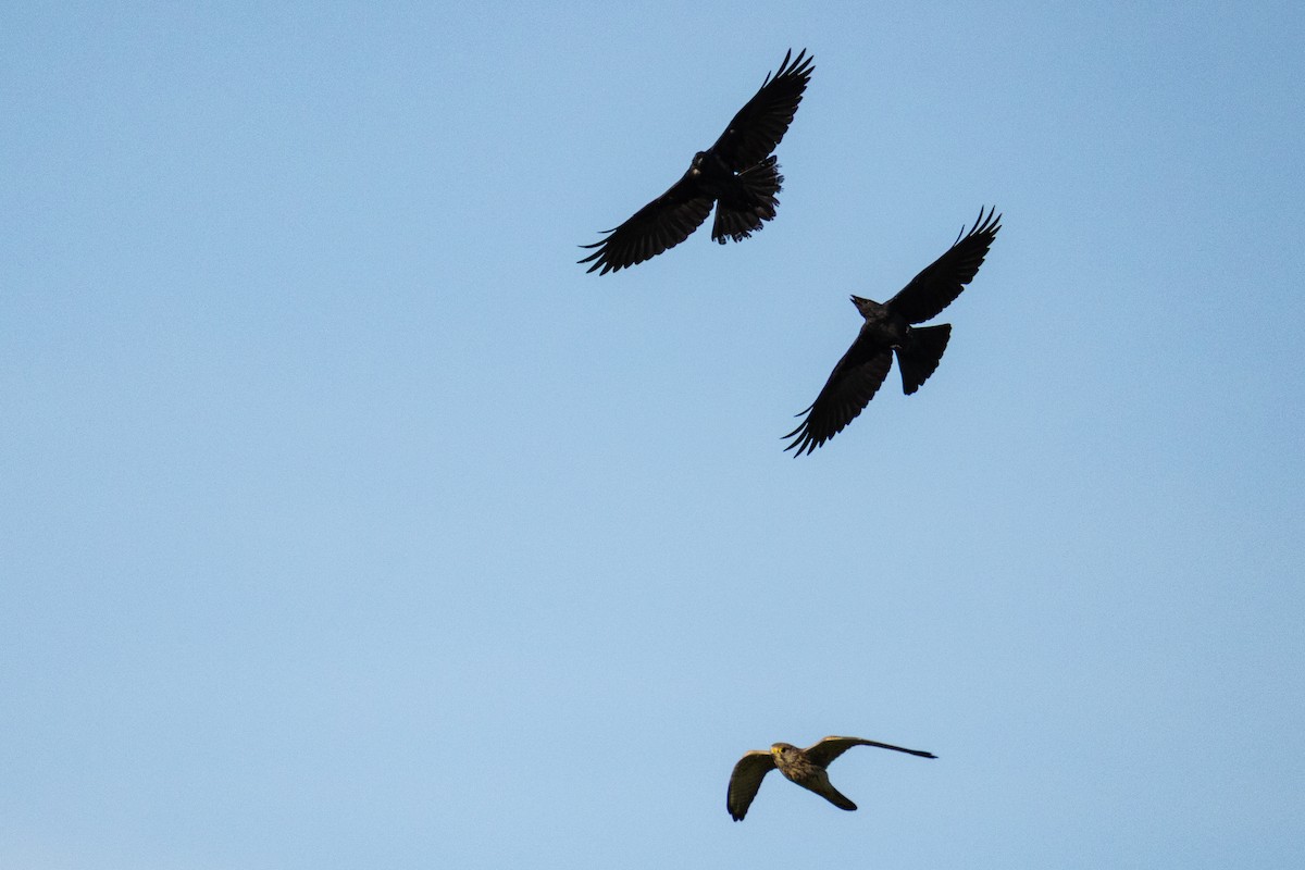 Eurasian Kestrel - ML641690716