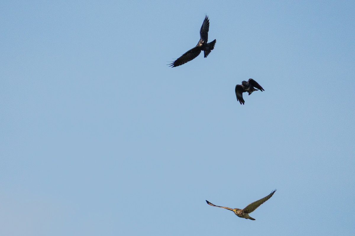 Eurasian Kestrel - ML641690717