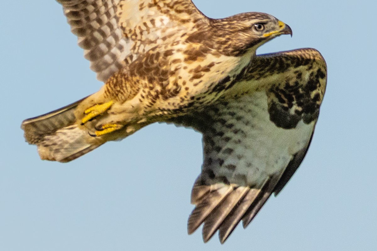 Common Buzzard - ML641690719