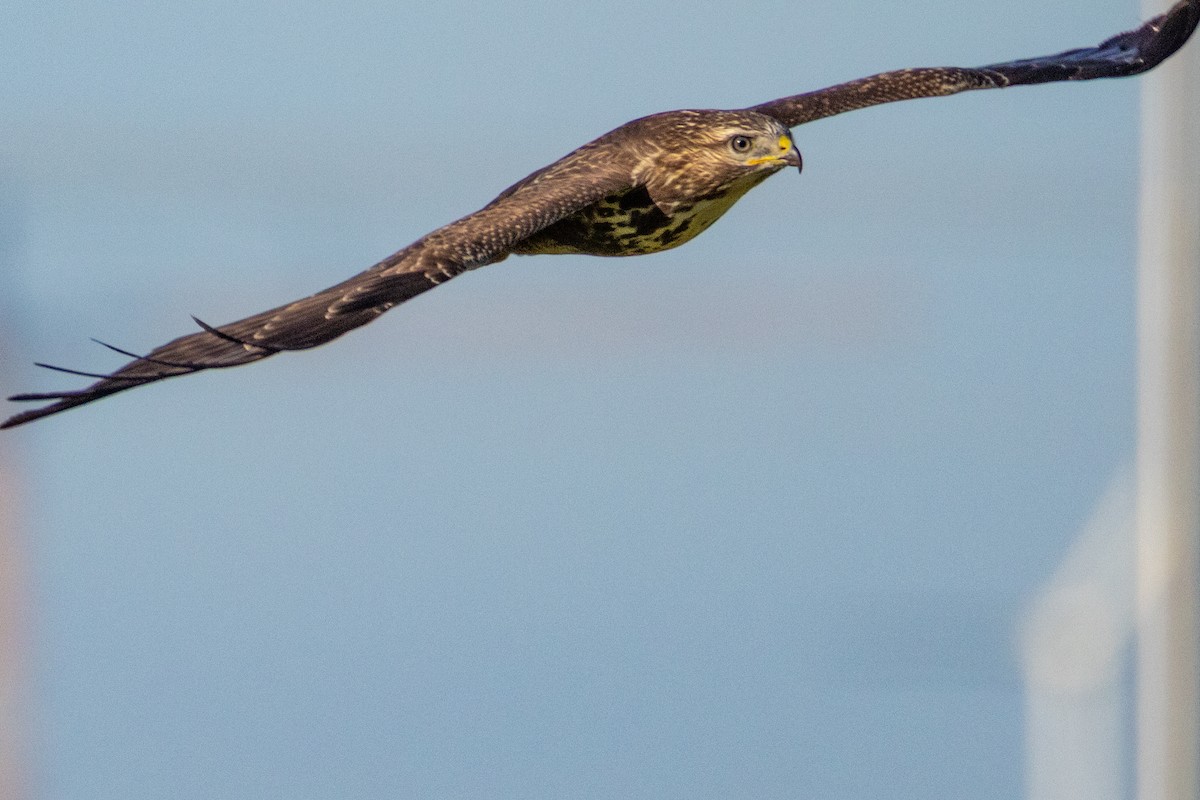 Common Buzzard - ML641690720