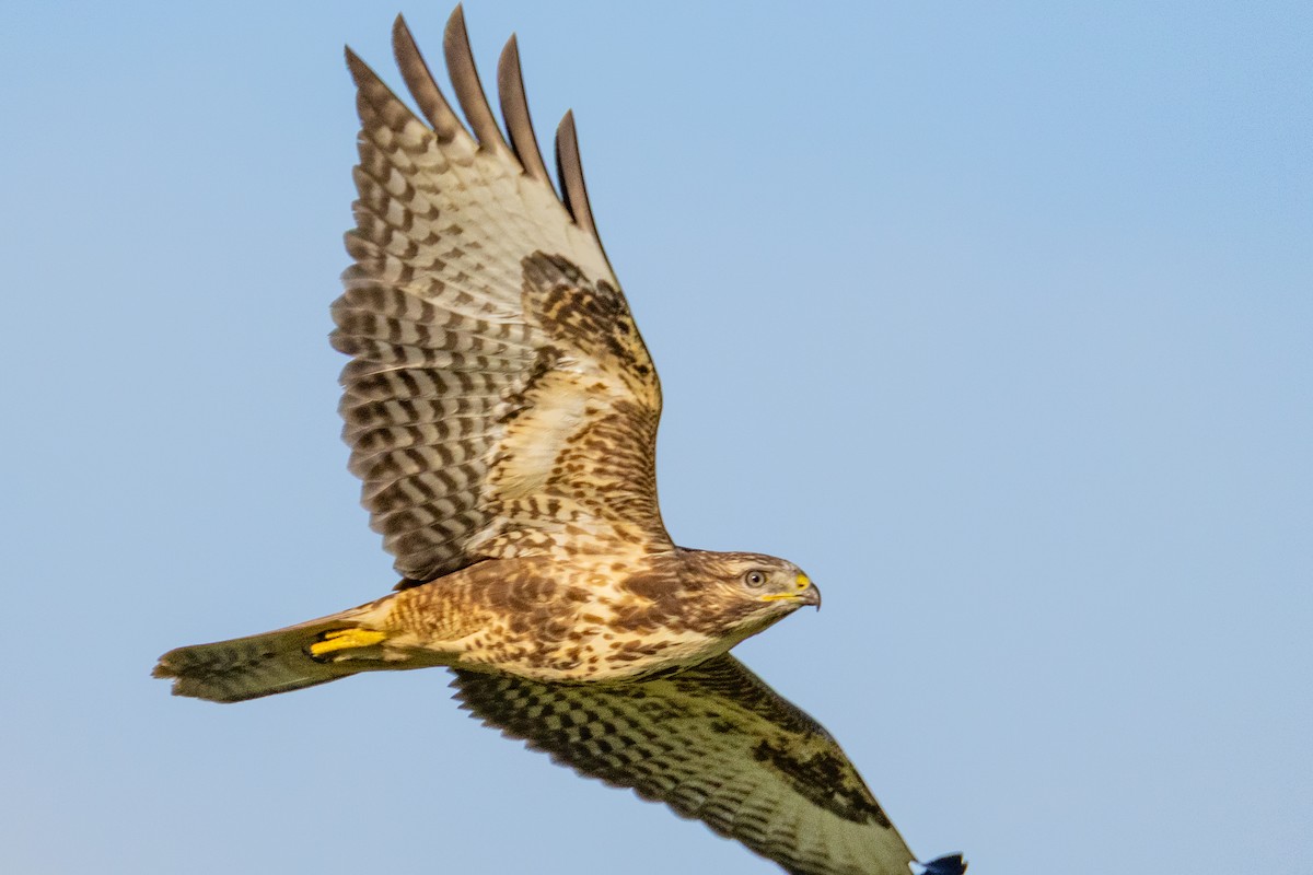 Common Buzzard - ML641690721