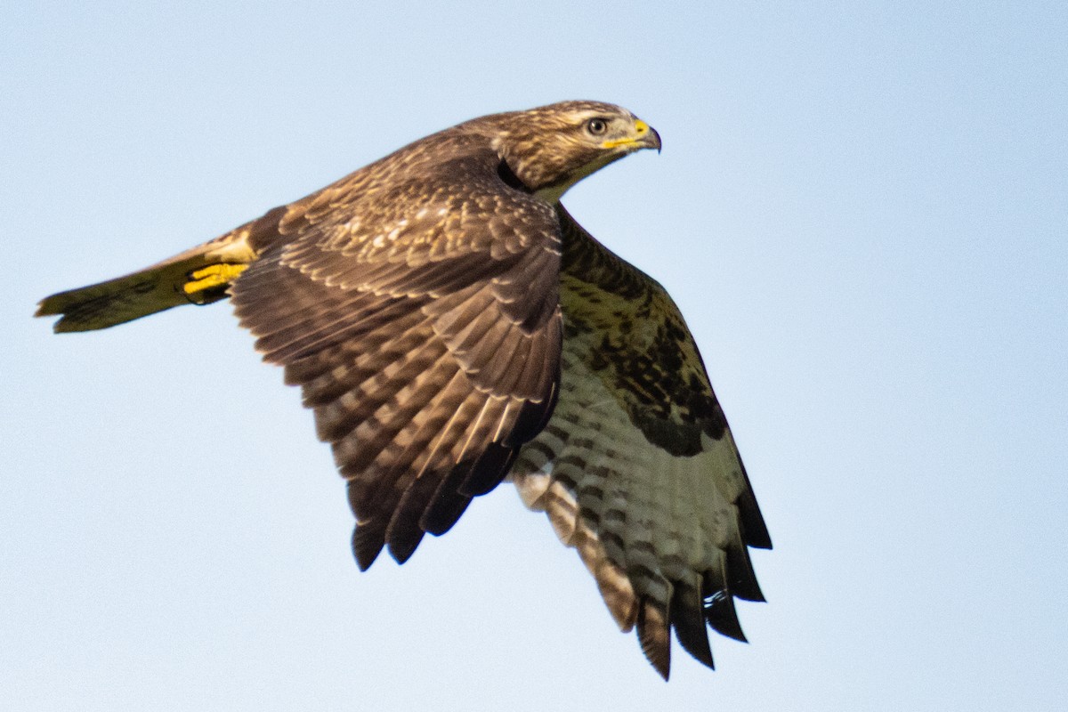 Common Buzzard - ML641690722