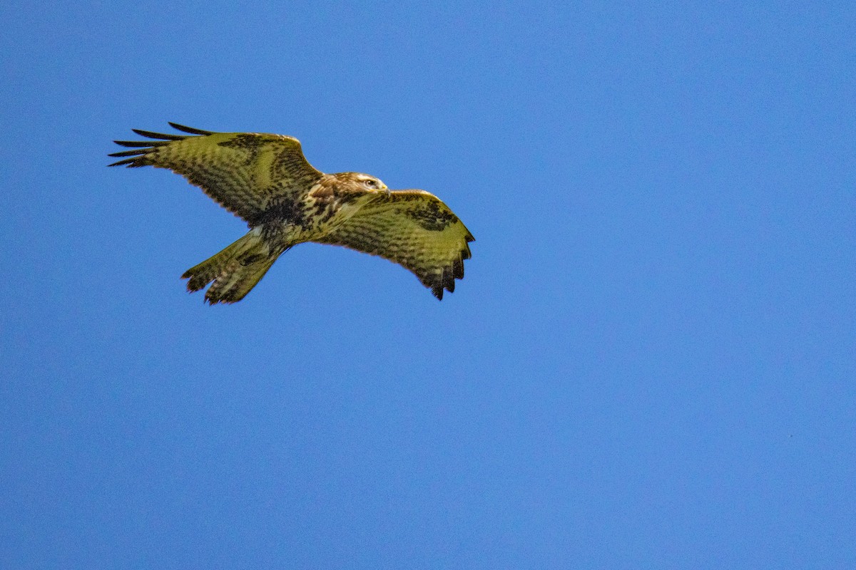 Common Buzzard - ML641690723