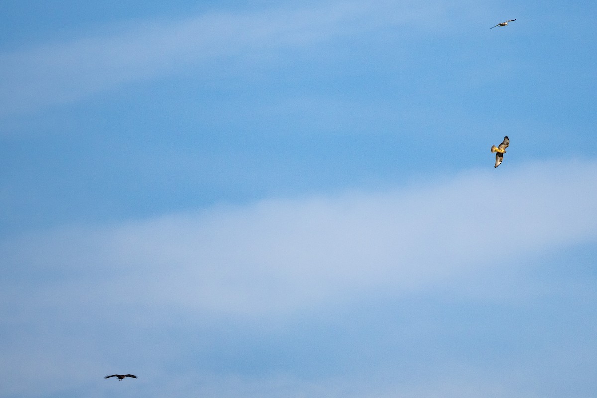 Common Buzzard - ML641690724