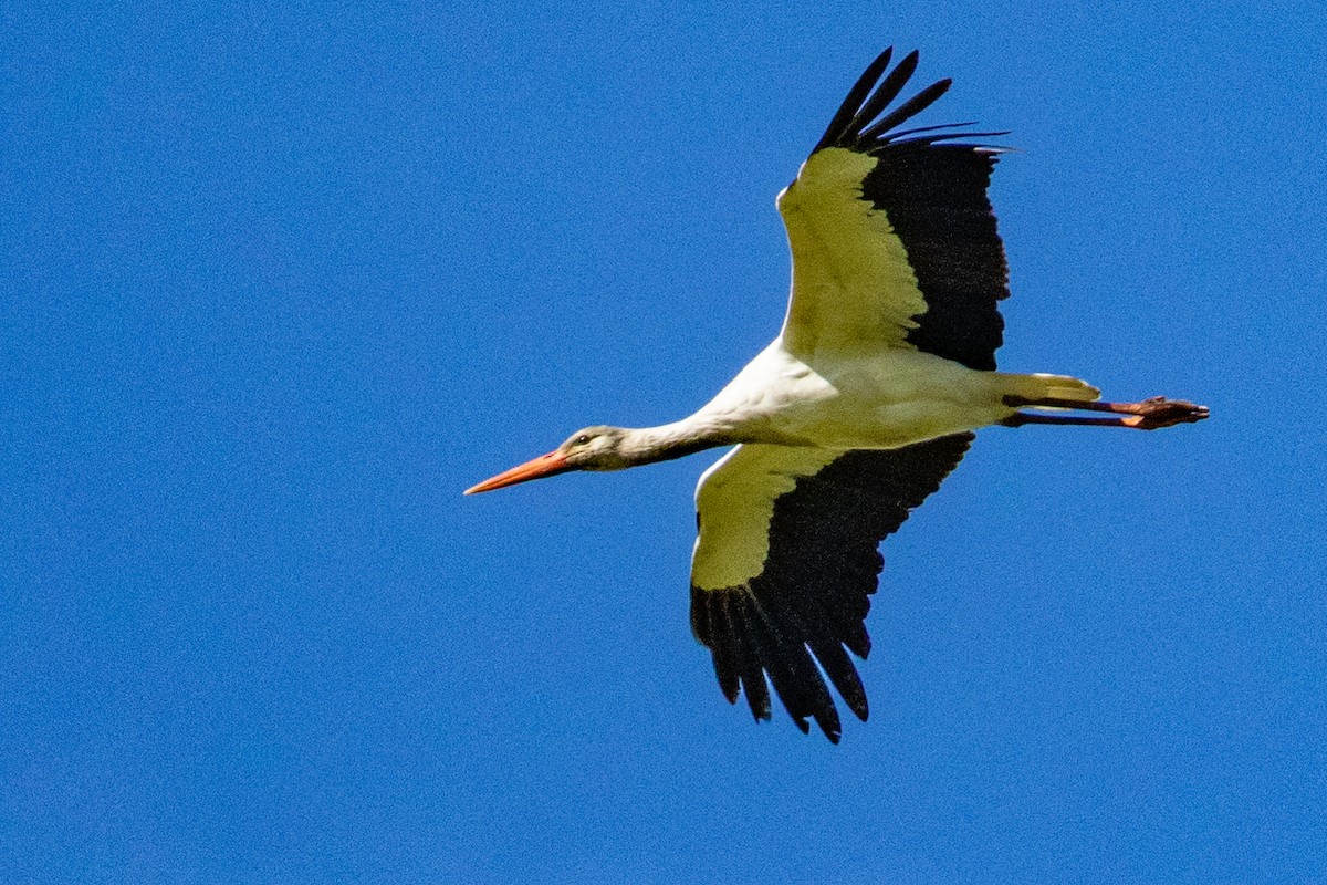 White Stork - ML641690727