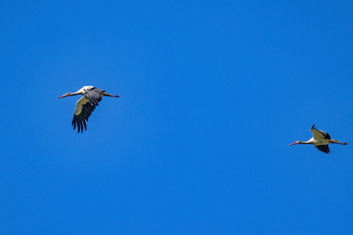 White Stork - ML641690728
