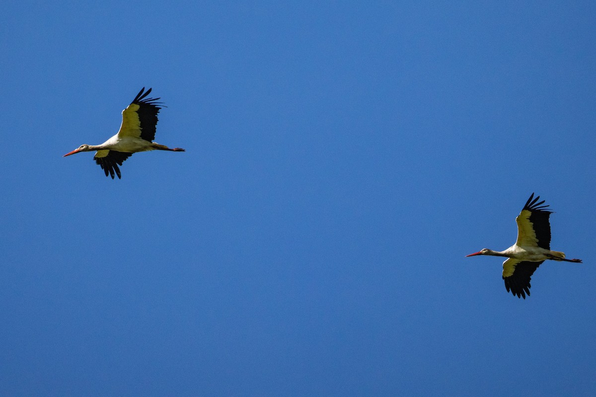 White Stork - ML641690729