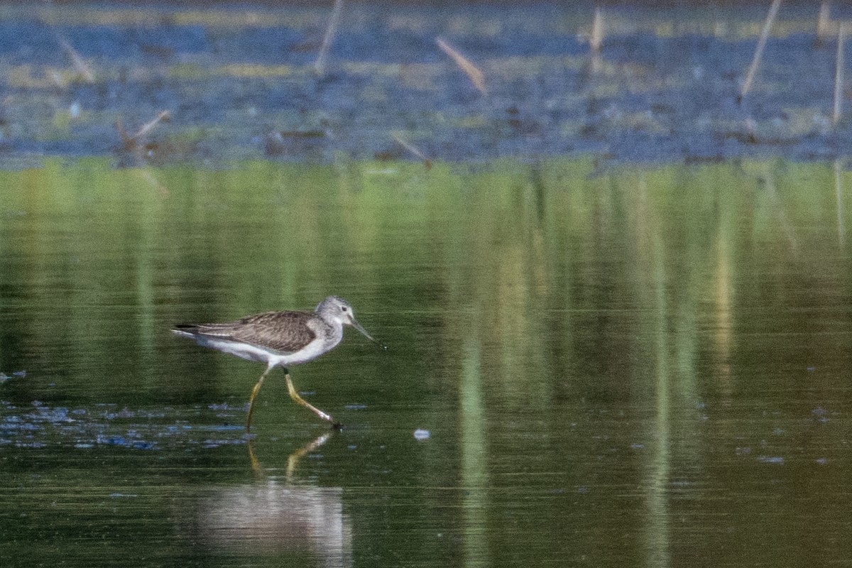 Common Greenshank - ML641690730