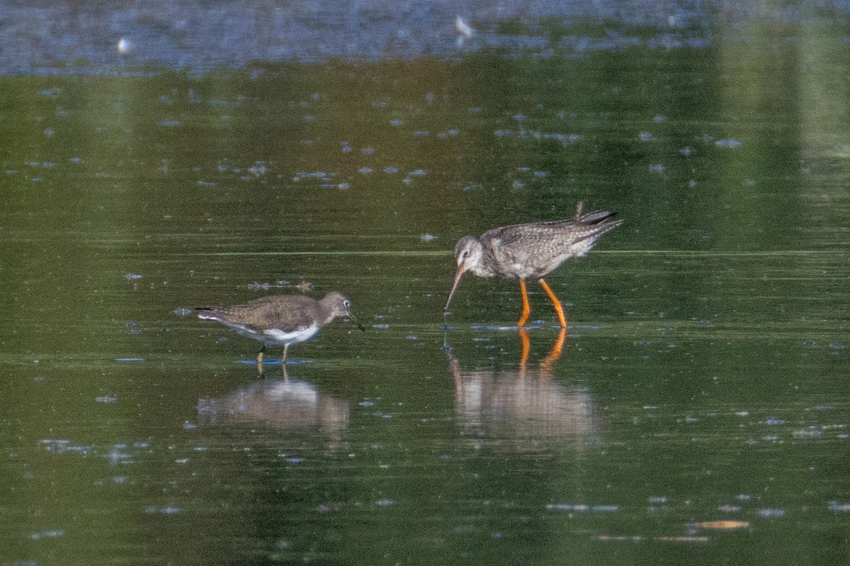 Spotted Redshank - ML641690731