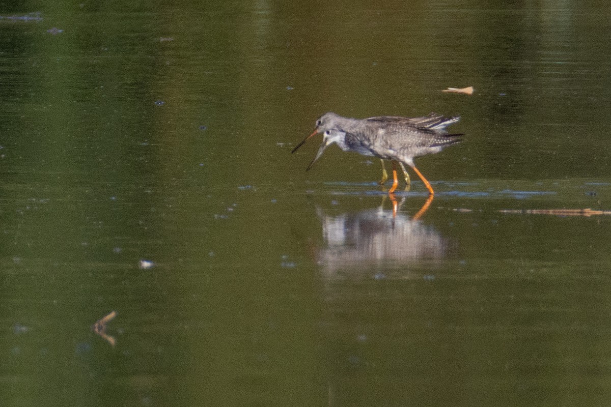 Spotted Redshank - ML641690732