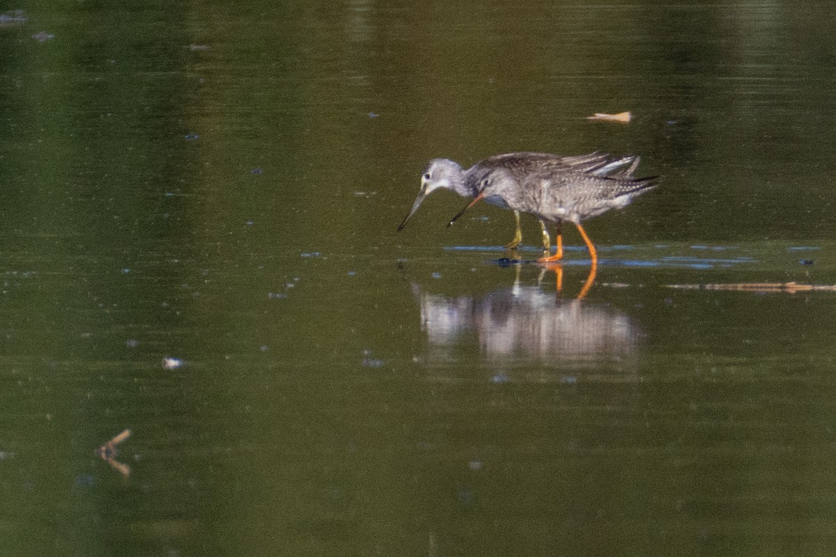 Spotted Redshank - ML641690733