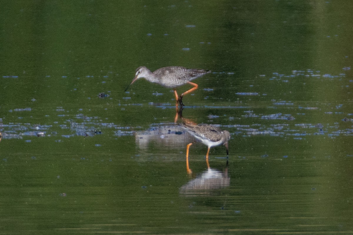 Spotted Redshank - ML641690734