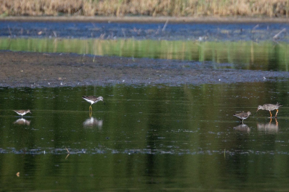 Spotted Redshank - ML641690735