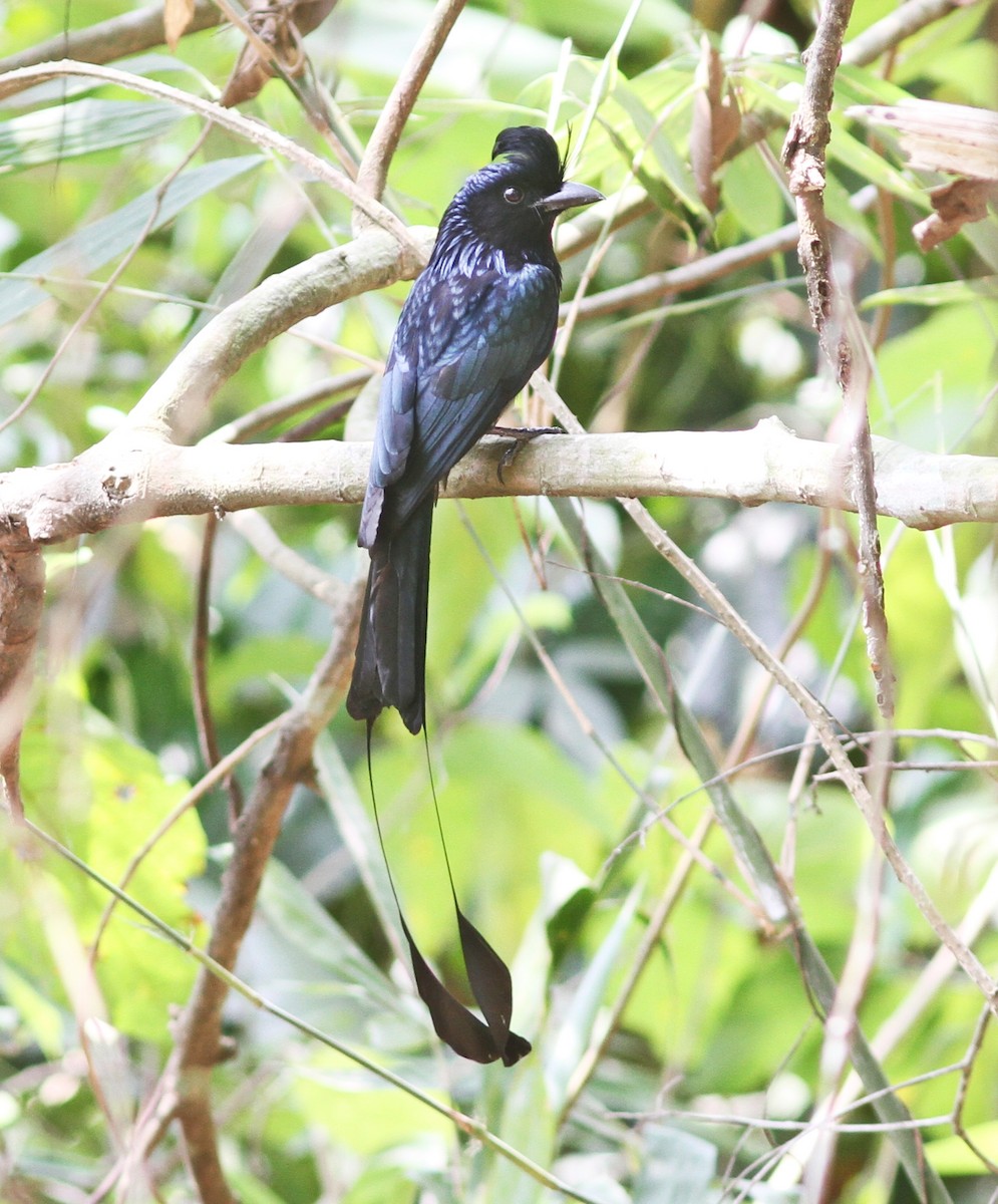 Greater Racket-tailed Drongo - ML641690740