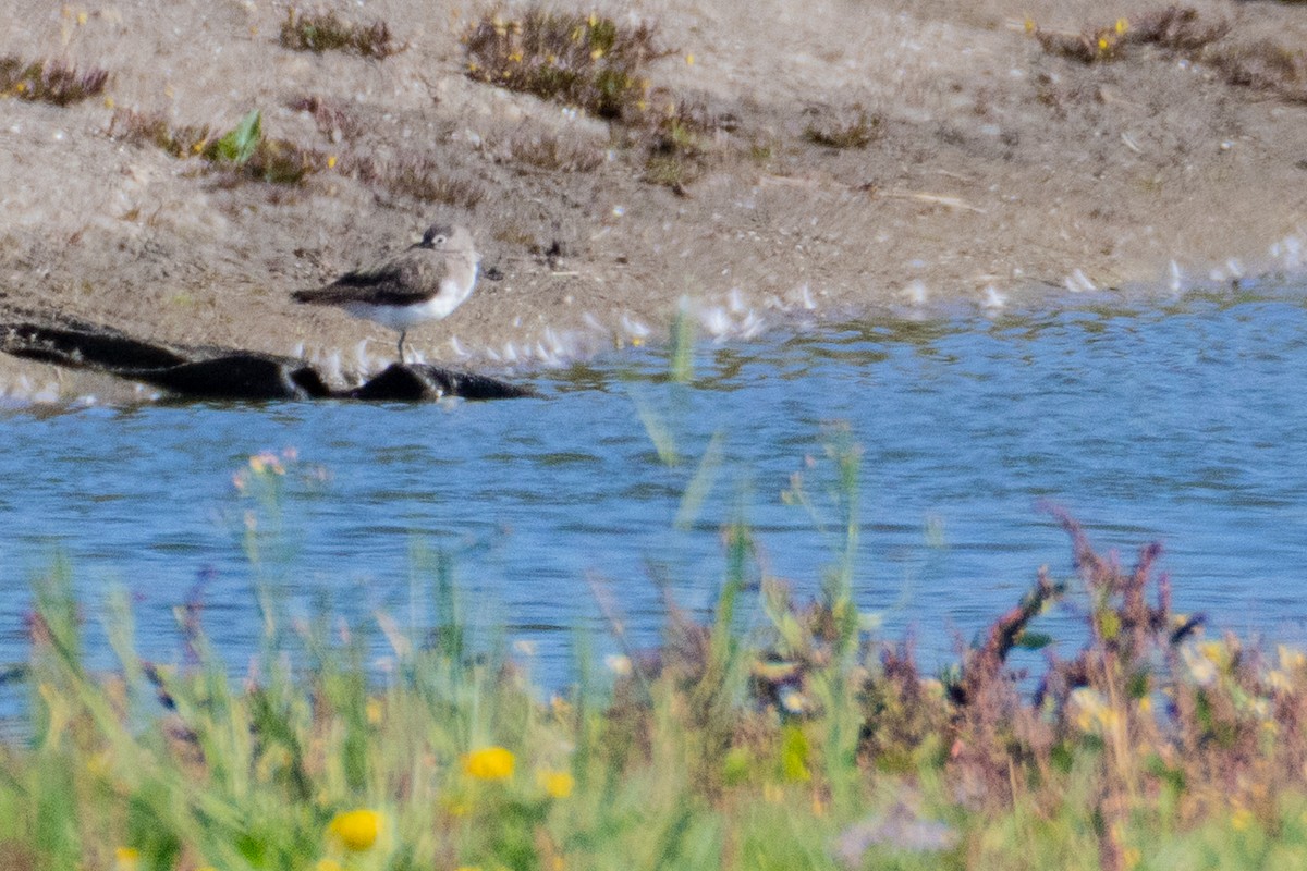 Green Sandpiper - ML641690741