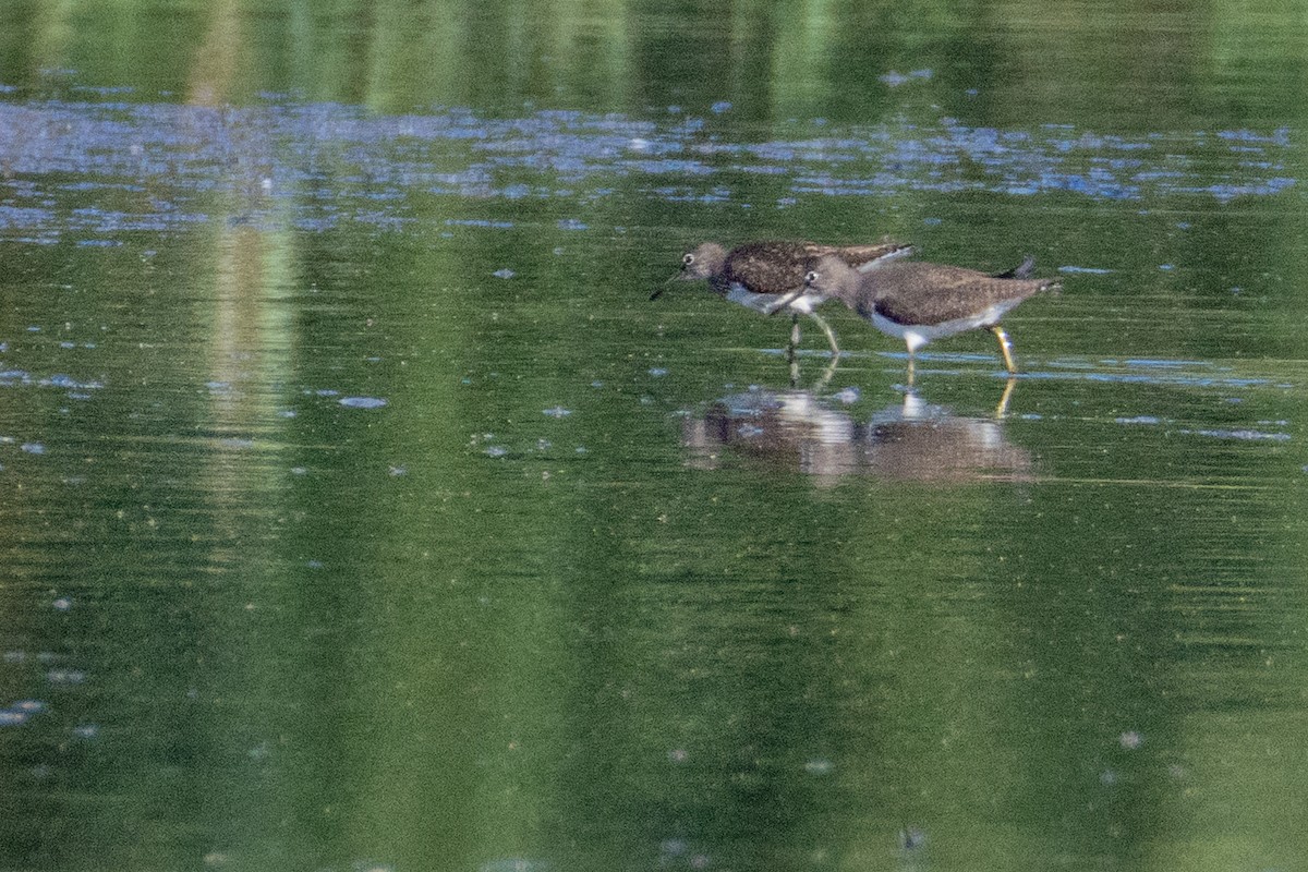 Green Sandpiper - ML641690742