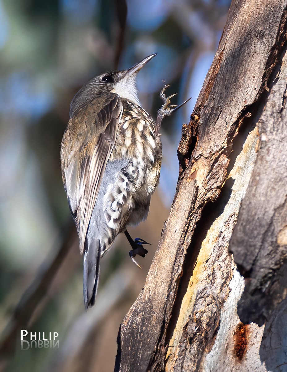 White-throated Treecreeper - ML641690744