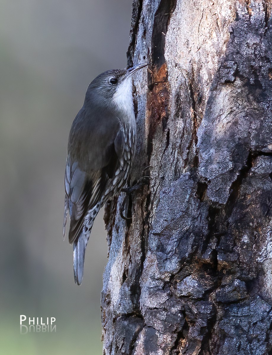 White-throated Treecreeper - ML641690745