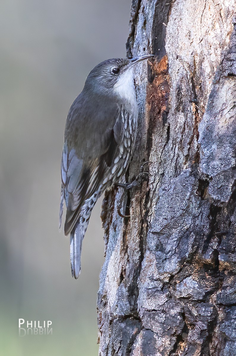 White-throated Treecreeper - ML641690746