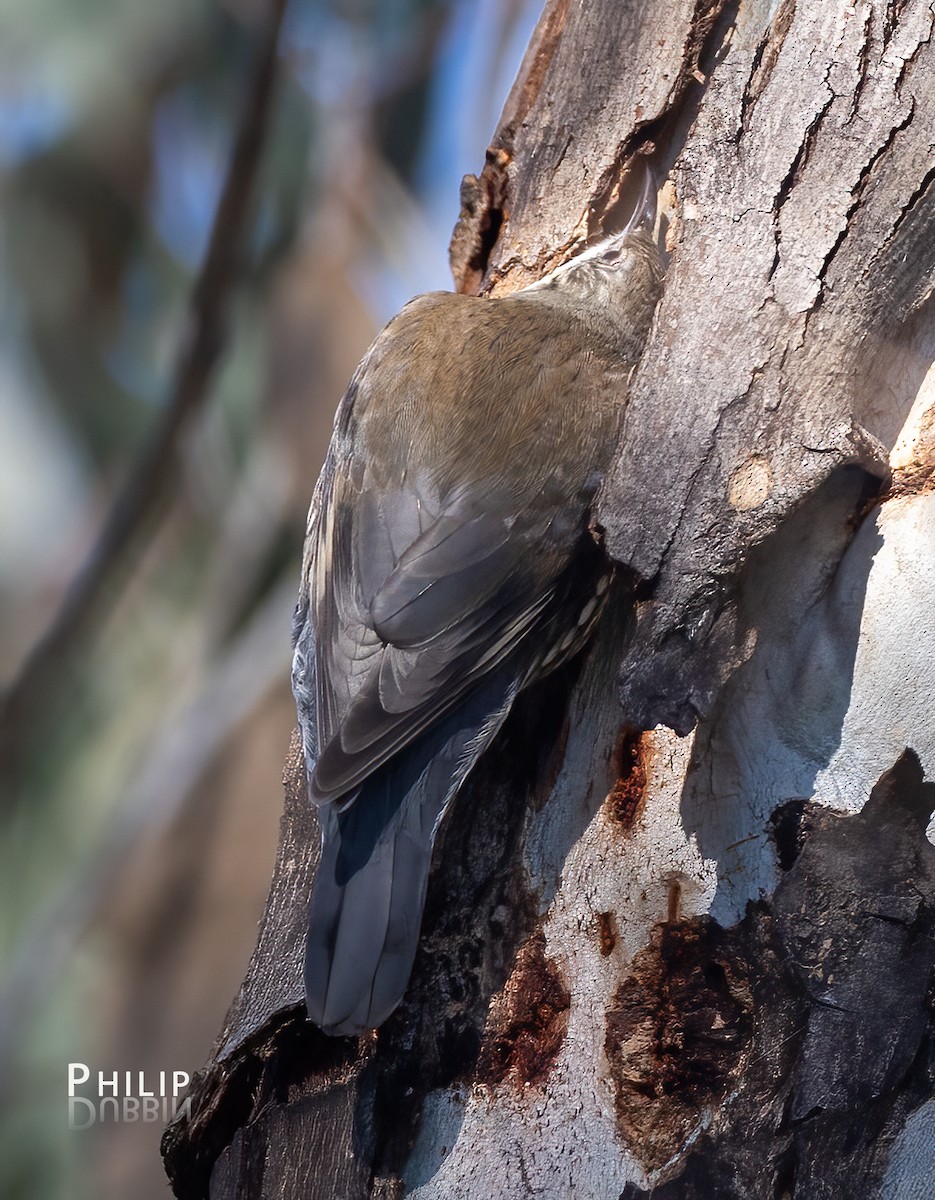 White-throated Treecreeper - ML641690747