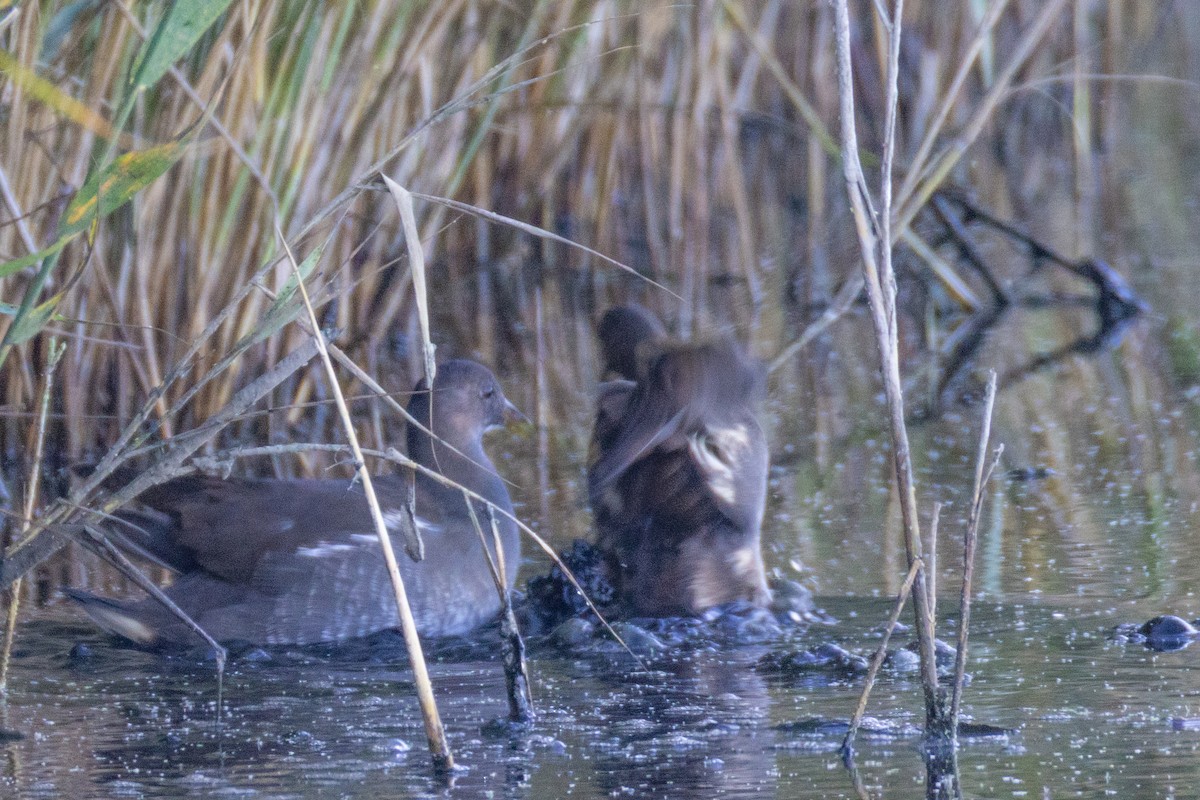 Gallinule poule-d'eau - ML641690753