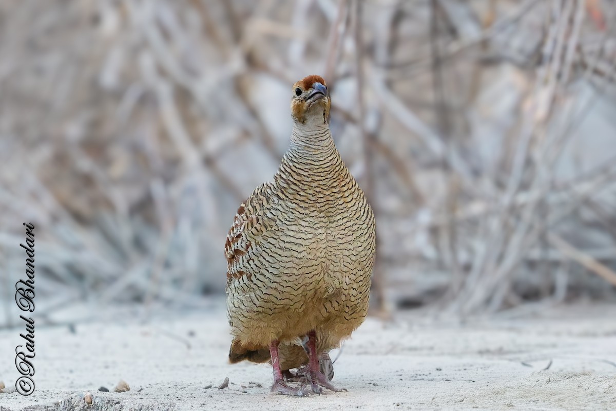 Gray Francolin - ML641690765