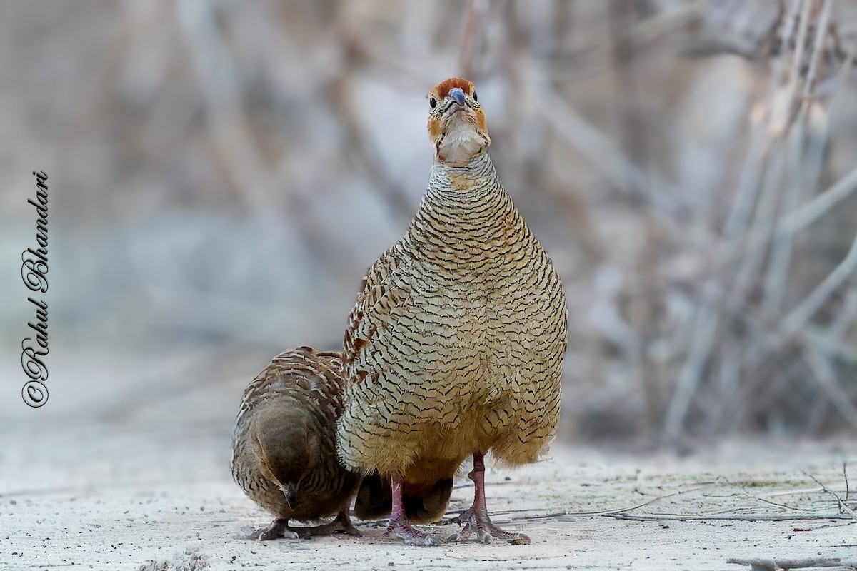 Gray Francolin - ML641690766