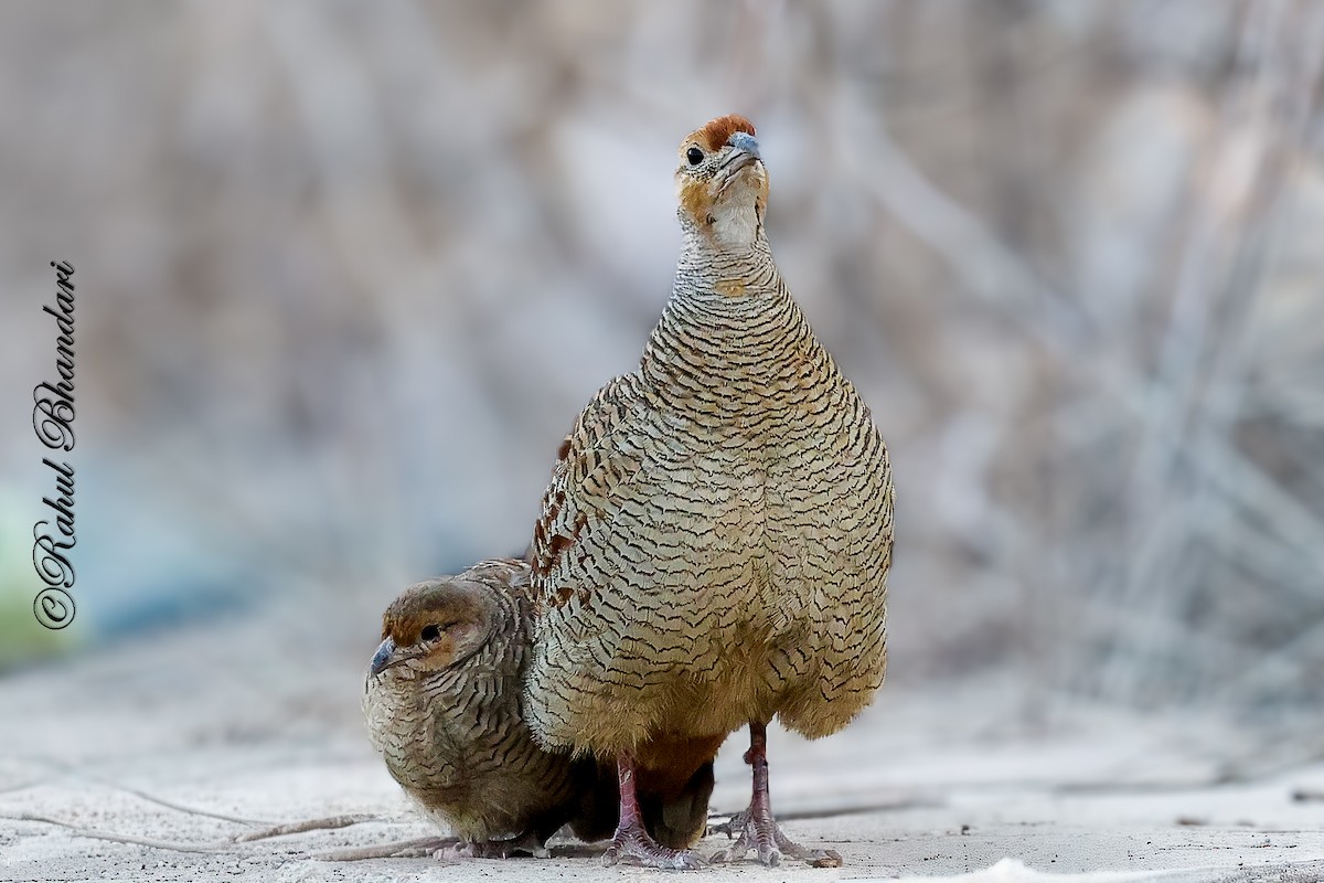 Gray Francolin - ML641690767