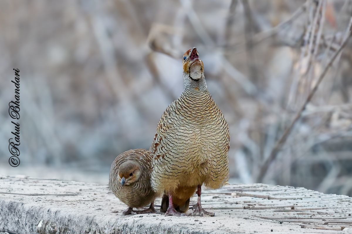 Gray Francolin - ML641690768