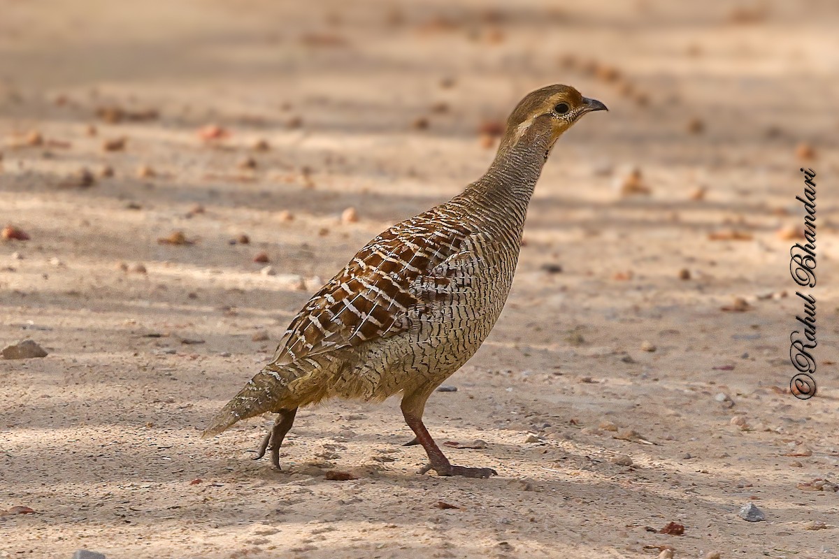 Gray Francolin - ML641690769