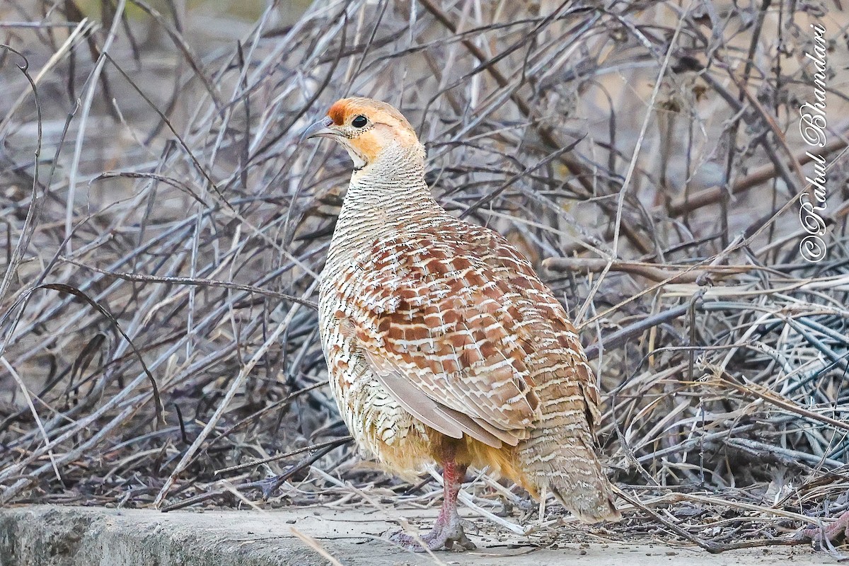 Gray Francolin - ML641690770